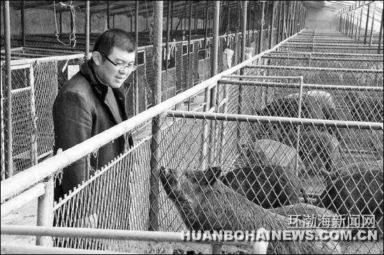 圖為劉凱在觀察野豬生長(zhǎng)情況。