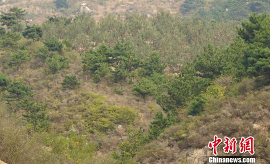 站在山坡上望去，一片蘋果樹隱藏在松樹林之中?！埛?攝